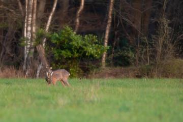 Obraz na płótnie Canvas Grazing young roebuck and a hare in forest meadow.