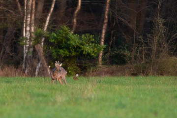 Alert young roebuck and a hare in forest meadow.
