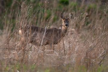 Alert roe deer doe between tall dry grass at dusk.