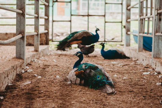 Calm peacock with colorful bright feathers sitting on ground in enclosure with metal fence in zoo 