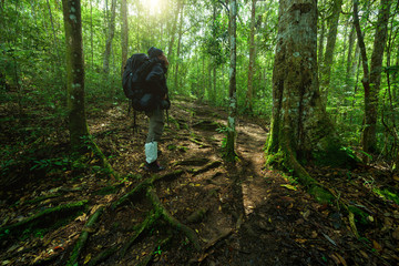 Man with hiking equipment walking in mountain forest, Thailand