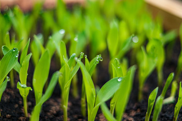 green little shoots with water drops