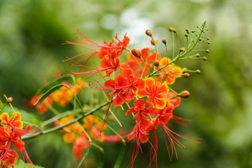 Beautiful tropical flower caesalpinia red grows in the garden on a green background