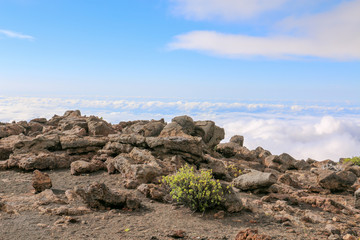 Obraz premium Sea of clouds, Haleakala National Park, Maui, Hawaii