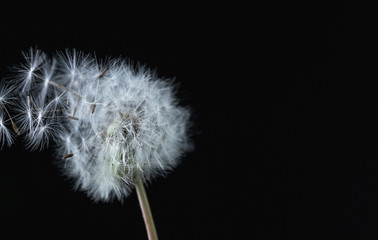 dandelion seed head blowing in the wind