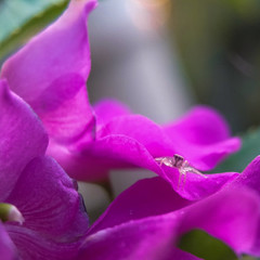 Naklejka premium close up of a flower