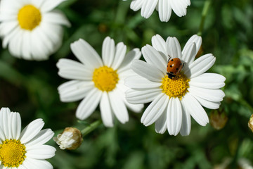 Obraz na płótnie Canvas daisy and a bug