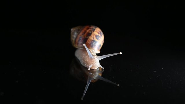 Caracol fondo negro espejo 2