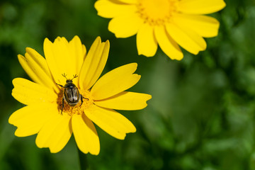 bee on flower