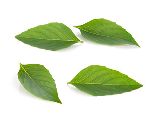 fresh basil leaves isolated on white background