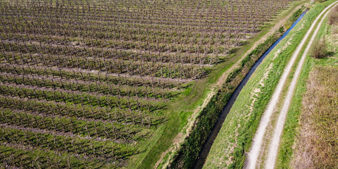 Orchard ready for Spring