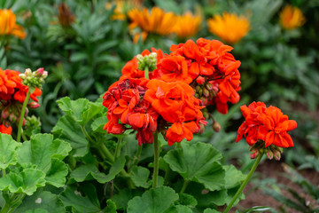 orange flowers in the garden