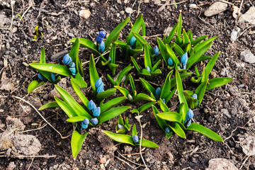 The first spring blue flowers of Scilla siberica scilla. Step-by-step observation of flower growth. Step 1. Botany. Selective focus. Blue beautiful delicate flowers Siberian needles.