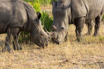 Naklejka premium White Rhino (Ceratotherium simum) in open bushland in the Timbavati Reserve, South Africa