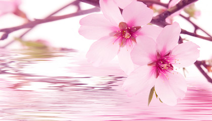 rama en flor de un almendro reflejada en agua
efecto vintage