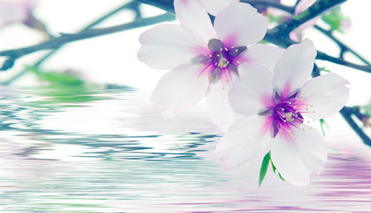 rama en flor de un almendro reflejada en agua
efecto vintage