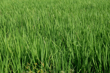 green grass background