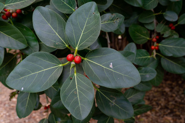 holly and berries