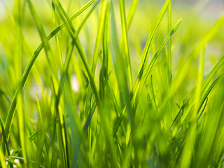 Obraz premium Green grass with sulight in the morning on the meadow. Texture, background. Springtime and nature concept, freshness. Out of focus image.