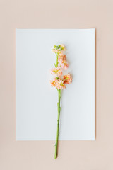 Flower on a white card