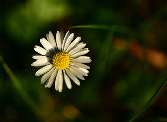 Obraz premium Top view of Daisy flower on dark green background. Close up