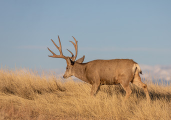 Mule Deer Buck in Colorado in the Rut in Autumn