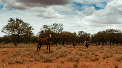 Fototapeta na wymiar Wild horses in a Aboriginal comunity, in the Tanami desert of Australia.