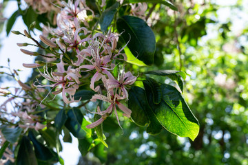 Flowers in the garden