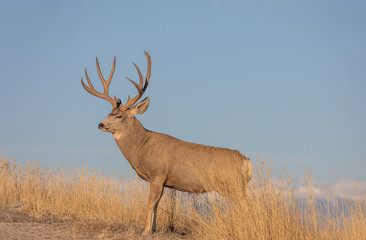 Mule Deer Buck in Colorado in the Rut in Autumn