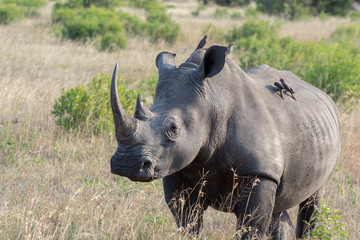 White Rhino (Ceratotherium simum) in open bushland in the Timbavati Reserve, South Africa