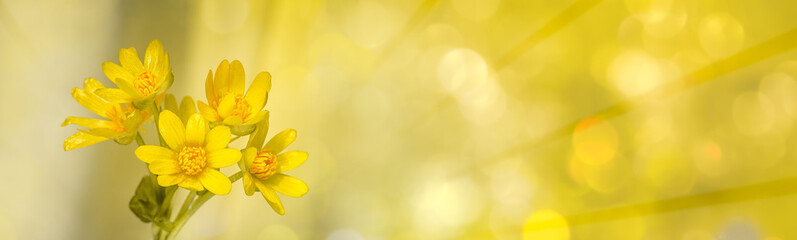 Soft-focus yellow flowers with radial light rays and bokeh