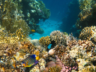 Underwater world. Coral fishes of Red sea.