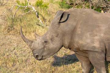 Fototapeta premium White Rhino (Ceratotherium simum) in open bushland in the Timbavati Reserve, South Africa