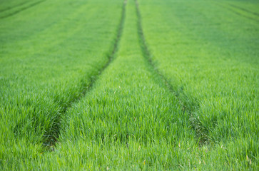 Track in the grass from the wheels.
