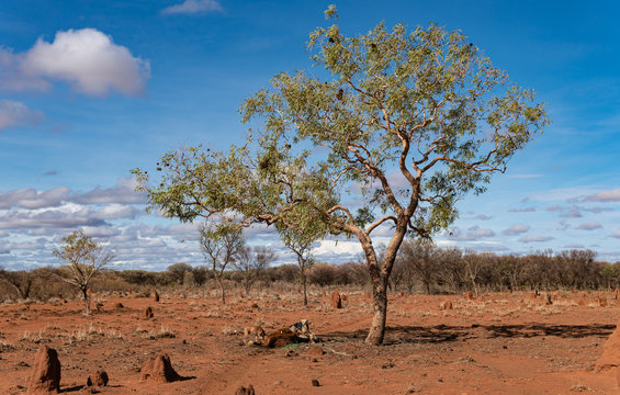 Bush coconut tree in the desert of central australia.