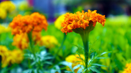 Signet Marigold Flower on Blooming Season
