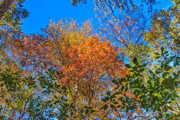 Autumn Colors and Blue Sky