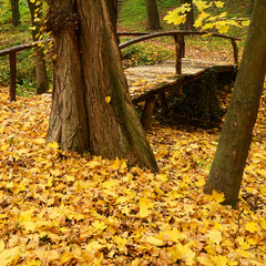 Fototapeta na wymiar Old bridge in the forest with lush yellow autumn leaves