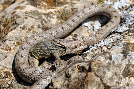 Schlange frisst einen Gecko / Snake feeds a gecko - Girondische Schlingnatter / Southern smooth snake (Coronella girondica) + Mauergecko / moorish gecko (Tarentola mauritanica)