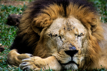 Lion sleep