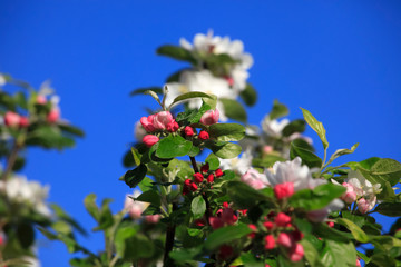 Obraz premium Holzapfelblüte