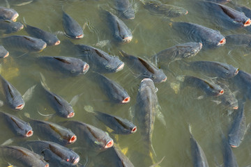 Many tilapia pop up to breathe on the surface because of lack of oxygen. Because of the weather. Dirty Oxygen Water in Water
