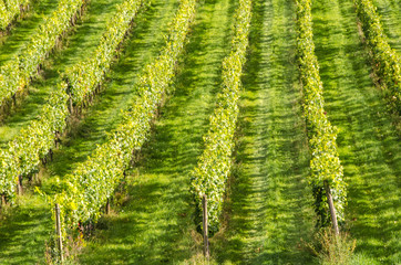 Surrey, UK : Rangées de vignes dans un vignoble anglais