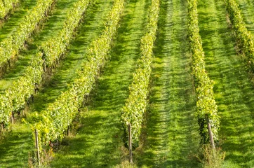 Fototapete Rund Surrey, UK: Rows of vines in an English vineyard © William