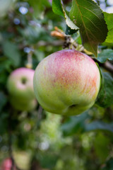 Apple tree spring. An apple on a branch surrounded by green leaves