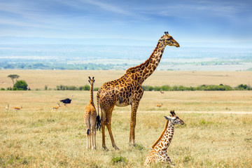 Charming giraffe families with small horns