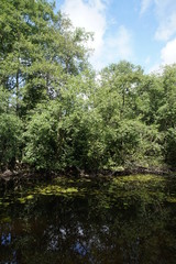 Fototapeta na wymiar Pond in Lynford Arboretum