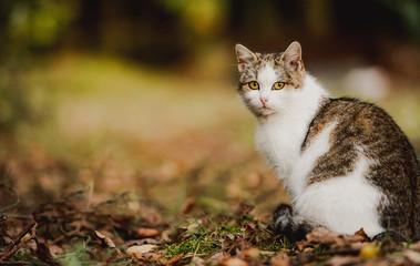 Pinto cat in in the park, outtdor.