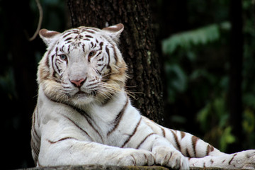 Calm white tiger