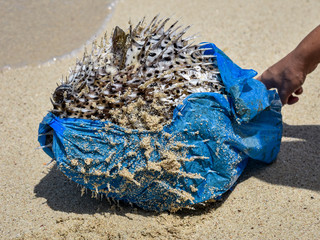 Puffer fish killed by plastic bag 
